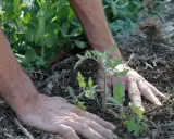 Mains plantant un jeune plant de tomate en pleine terre, étape clé pour savoir comment planter des tomates en pleine terre.