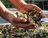 Mani che mostrano il raccolto di olive fresche, verdi e nere, un esempio di come si raccolgono le olive.