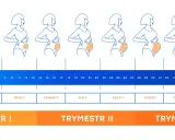 Ilustracja pokazuje rozwój ciąży od 1 do 40 tygodnia. 28 tydzień ciąży to początek 7 miesiąca, w którym dziecko jest już dobrze rozwinięte.