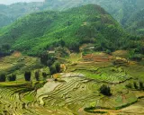 Tarasy ryżowe w Wietnamie, zielone wzgórza i domy. Idealny czas, by zobaczyć to piękno, to okres od maja do października.
