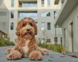 Urocza mieszanka pudla z labradorem, z kudłatym, rudym futrem i białym akcentem na piersi, leży na chodniku przed nowoczesnym budynkiem.