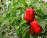 Poivrons rouges et verts mûrs sur des plants dans une serre. Ces poivrons en pot promettent une récolte savoureuse.