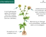 Echte Nelkenwurz mit gelben Blüten und Wurzelstock. Die Pflanze ist bekannt für ihre nelkenwurz heilwirkung.
