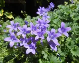 Urocze, fioletowe dzwonki, piękne campanula odmiany, kwitną na tle zielonych liści.