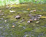 Sentier envahi par la mousse et les feuilles mortes. Idéal pour apprendre comment détruire la mousse dans une cour.