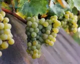 Reife Trauben der Silvaner Rebsorte hängen an einem Rebstock.