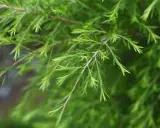 Rameaux de tea tree vertus, aux feuilles fines et vertes, évoquant la nature et le bien-être.