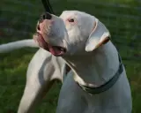 Mocny dogo argentino z otwartym pyskiem, patrzący w górę. W tle zielona trawa i siatka.