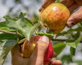 Hände pflücken reife Äpfel vom Baum. Die Frage "wann ist Apfelernte?" wird hier beantwortet: jetzt!