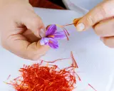 Main d'une personne récoltant délicatement les stigmates d'une fleur de safran. Une pile de stigmates rouges est visible. Cela donne une idée de combien de bulbes de safran au m2 sont nécessaires.
