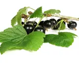 Grappe de cassis noirs et feuilles vertes sur fond blanc. Découvrez les cassis bienfaits pour la santé.