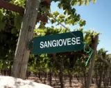 Schild mit der Aufschrift "SANGIOVESE" in einem Weinberg. Diese Rebsorte ist die Grundlage für den berühmten Chianti.
