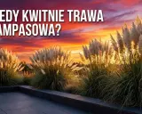 Puszyste pióropusze traw ozdobnych na tle zachodzącego słońca. Kiedy kwitnie trawa pampasowa?