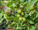 Main verte tenant des ciseaux pour la taille du kiwi en hiver, près de fruits verts sur une branche feuillue.