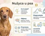 Portret jamnika z informacjami o nużycy u psa: objawy, przyczyny, diagnostyka i leczenie.