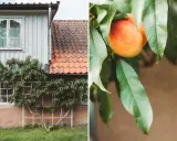 En persikoträd klättrar på en vägg vid ett hus, med mogna persikor som hänger bland bladen. Krussjuka persika kan drabba trädet, men här ser det ut att frodas.