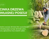 Mężczyzna z piłą łańcuchową ścina drzewo. Dowiedz się, jakie drzewa można wyciąć bez pozwolenia na własnej posesji.