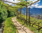 Sentiero nel vigneto, con pergolato e vista sulla valle. Un'oasi di pace lungo l'algunder waalweg.