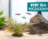 Małe, kolorowe rybki neonowe pływają w akwarium z piaskiem i roślinami.
