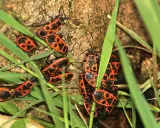 Un groupe d'insectes rouges et noirs, ressemblant à des gendarmes, se rassemble sur de l'herbe verte près d'un tronc d'arbre.