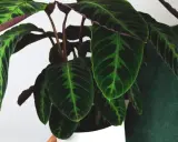 Calathea warscewiczii z ciemnozielonymi liśćmi i jaśniejszymi, zielonymi wzorami. Spód liści jest bordowy.