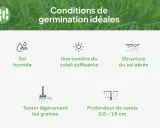 Conditions idéales pour quand planter du gazon : sol humide, soleil, sol aéré, graines tassées à 0,5-1,5 cm.