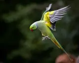 Parrocchetto monaco in volo, ali spiegate, piume gialle e verdi vivaci, un vero spettacolo di carattere.