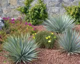 Jardin sec avec yuccas, fleurs violettes et jaunes, et mur de pierre. Une belle idée jardin sans pelouse.