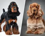 Un cocker anglais noir et feu et un cocker américain roux, deux races de chiens élégantes aux longues oreilles.