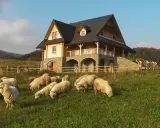 Stado owiec pasące się na łące przed drewnianym domem z kamienną podstawą, w malowniczej okolicy górskiej. Idealne miejsce na wypoczynek w gorcach miejscowościach.