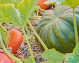Gros plan sur une courge musquée verte et des petites courges oranges sur le sol, entourées de feuilles vertes.