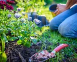 Gardener planting perennials in a sunny garden. A trowel lies in the soil next to blooming flowers.