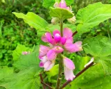 Fleurs roses d'harpagophytum, plante aux multiples bienfaits, sur fond de verdure luxuriante.
