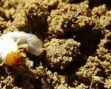 Un gros ver blanc, une larve de hanneton, se cache dans la terre meuble.