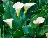 Arums en pot extérieur, leurs élégantes corolles blanches se dressent fièrement parmi de luxuriantes feuilles vertes.