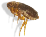 Gros plan d'une puce, un parasite tenace. Idéal pour illustrer un produit anti puce maison efficace.