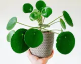 Una mano sostiene una planta de dinero con hojas redondas y verdes en una maceta tejida. Ideal para saber donde colocar la planta del dinero.
