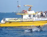 Gelbe Touristenboot "Dolphin Adventure" vor Gibraltar, Delfine springen aus dem Wasser.
