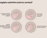 Ilustracja pokazuje zmiany wydzieliny podczas cyklu, wyjaśniając, co to owulacja i jak wygląda wydzielina w jej trakcie: wodnista, kremowa, a w szczycie elastyczna jak białko jaja.
