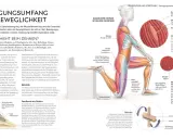 Anatomie der Bewegungsrichtungen: Muskelspindeln leiten Infos über Sinnesnerven weiter.