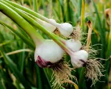 Frisch geernteter Knoblauch mit Wurzeln und grünen Stielen, bereit zum Trocknen. Das Ergebnis von sorgfältigem Knoblauch pflanzen.