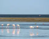 Różowe flamingi brodzą w płytkiej wodzie na wyspie Djerba, tworząc malowniczy widok.