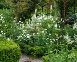 Un jardin luxuriant avec une profusion de **plantes à fleurs blanches**, des cosmos délicats et des digitales élancées, créant un paysage onirique.