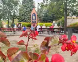 Kwiaty przed kapliczką w Gietrzwałdzie, gdzie wierni modlą się przy figurze Matki Bożej.