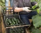 Un agriculteur récolte des concombres frais, parfaits pour être mis en conserve. Les caisses débordent de ces légumes verts, prêts pour la préparation.