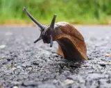 Un escargot brun sur un chemin mouillé, peut-être à la recherche d'un remède de grand-mère contre les escargots.