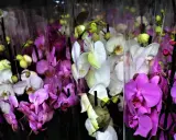 Wiele storczyków w odcieniach fioletu i bieli, niektóre z motylami. Piękna orchidea.