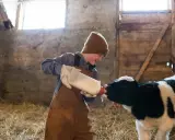 Chłopiec w brązowych ogrodniczkach i czapce karmi butelką cielątko. Widać, jak mleko, być może siara bydlęca, kapie z pyszczka zwierzęcia.