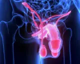 Anatomia męskiego układu rozrodczego z widocznymi pęcherzykami nasiennymi. Zapalenie pęcherzyków nasiennych objawy mogą być bolesne.