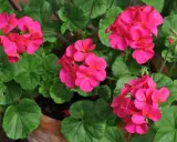 Färgglada rosa pelargoner i kruka, redo för omplantering. Gröna blad och knoppar syns också.